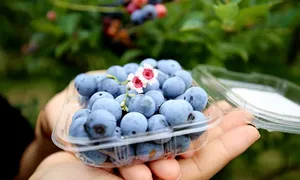 Việt quất - loại quả giúp giảm nguy cơ mất trí nhớ