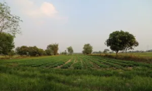 'Có nhiều nhà để kinh doanh tạo việc làm, có là đầu cơ?'