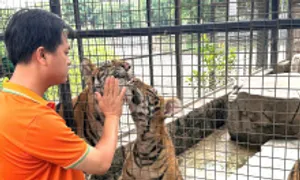 Nhiều hổ, sư tử ở hai vườn thú liên tục bị chết